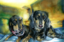 Dog Pet Portraits RC Dogs