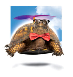 Turtle Illustration Jim Prokell Studio